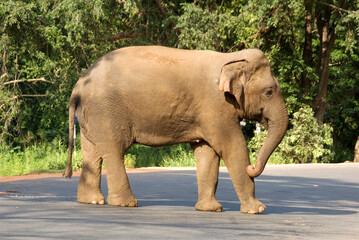 Wild Asian elephant (Elephas maximus) on road in sri lanka