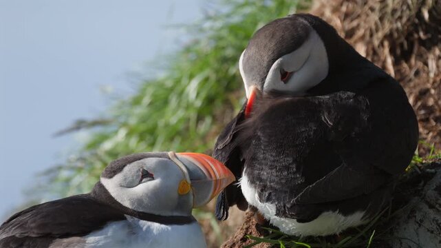 Puffins resting, slow-motion