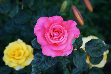 Red rose close-up against a background of leaves and yellow roses.