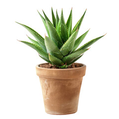 A succulent plant in a terracotta pot