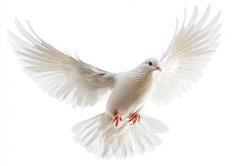 Fototapeta premium White Dove Flying on White Background - Symbol of Peace and Freedom flying peace freedom symbol bird