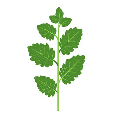 My Simple flat 2D icon of green catnip leaves isolated on a white background, vector design, ideal for animation, vector, web design, digital illustrations, and minimalist, vector set