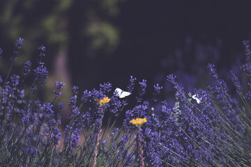 Close-up of lavender flowers with butterfly. Soft focus on black banner background