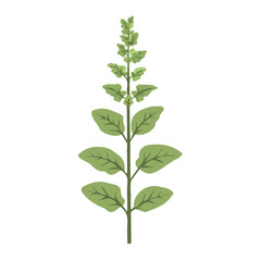 My Simple flat 2D icon of green horehound leaves branch isolated on a white background, vector design, ideal for animation, vector, web design, digital illustrations, and minimalism. EPS format