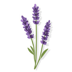 Obraz premium My Simple flat 2D icon of a purple lavender branch isolated on a white background, vector design, ideal for animation, vector, web design, digital illustrations, and minimalism. EPS format, vector