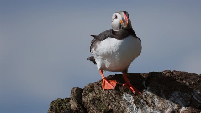 Puffin standing on a rock, looking around, slow-motion