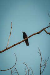 Corbeau perché sur une branche