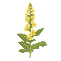 My Simple flat 2D icon of a mullein branch isolated on a white background, vector design, ideal for animation, vector, web design, digital illustrations, and minimalism. EPS format, vector