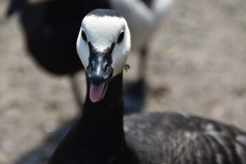 This is a barnacle goose on a beach in bright summer day. The bird`s tongue is out of its mouth.