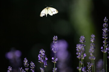 Close-up of lavender flowers with butterfly. Soft focus on black banner background