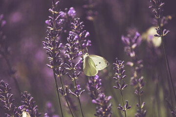 Close-up of lavender flowers with butterfly. Soft focus on black banner background