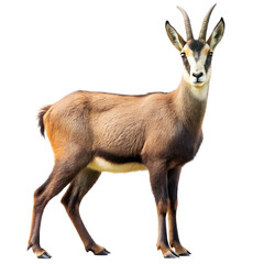 Fototapeta premium Chamois Isolated on White Background