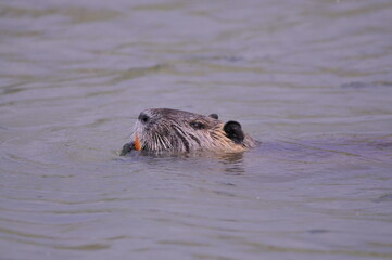 Fototapeta premium close up of a coypu
