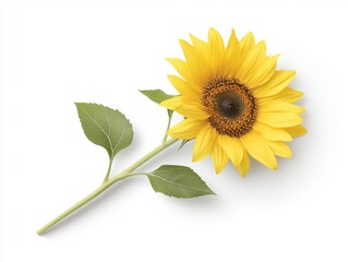 Fototapeta premium Single Sunflower with Stem and Leaves on White Background sunflower single stem leaves isolated leaf