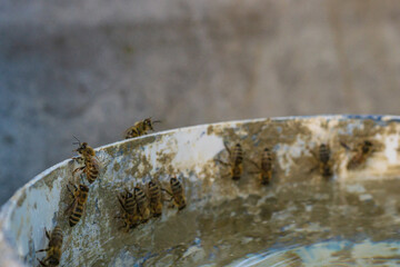 A group of bees drinking water from a bucket on a hot day.