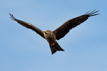 Black kite (Milvus migrans) flying with shallow forked tail against blue sky.