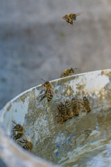 A group of bees drinking water from a bucket on a hot day.