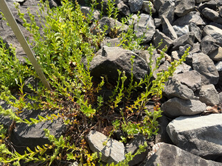 Veronica Fruticulosa plant in Zurich in Switzerland 16.6.25