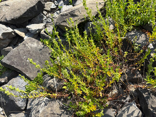 Veronica Fruticulosa plant in Zurich in Switzerland 16.6.25