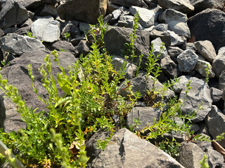 Veronica Fruticulosa plant in Zurich in Switzerland 16.6.25