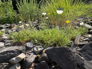 Papaver Sendtneri plant in Zurich in Switzerland 16.6.25