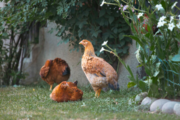 Free range chicken birds in green garden.