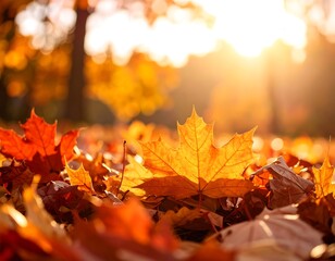 Fototapeta premium Autumn leaves on the ground, sunlight