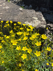 Linum Dolomiticum plant in Zurich in Switzerland 16.6.25