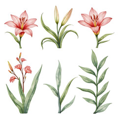 Lily Flowers and Botanical Elements in Watercolor Style