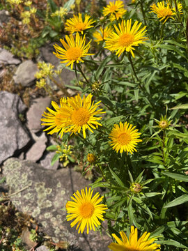 Irish fleabane or Inula Salicina plant in Zurich in Switzerland 16.6.25