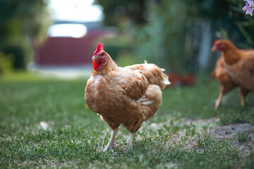 Free range chicken birds in green garden.