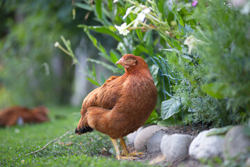 Free range chicken birds in green garden.