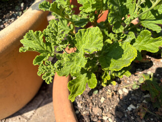 Pelargonium Panduriforme plant in Zurich in Switzerland 16.6.25