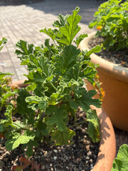 Pelargonium Panduriforme plant in Zurich in Switzerland 16.6.25