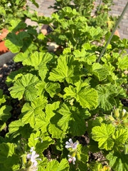 Pelargonium Vitifolium plant in Zurich in Switzerland 16.6.25