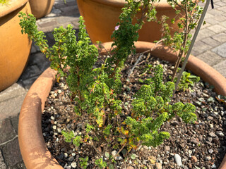 Pelargonium Crispum plant in Zurich in Switzerland 16.6.25