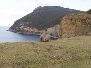 a wombat in Maria Island Tasmania Australia