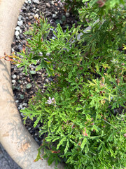 Pelargonium Radens plant in Zurich in Switzerland 16.6.25
