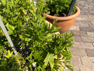 Pelargonium Scabrum plant in Zurich in Switzerland 16.6.25