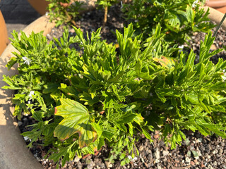Pelargonium Scabrum plant in Zurich in Switzerland 16.6.25