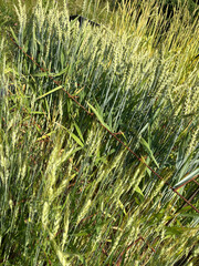 Common wheat or Triticum Aestivum Fiorina plant in Zurich in Switzerland 16.6.25