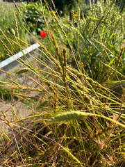 Tauschs goat grass or Aegilops Tauschii plant in Zurich in Switzerland 16.6.25