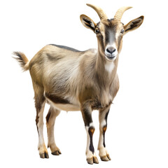 Fototapeta premium Domestic Goat Isolated on White Background