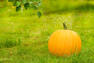 Autumn pumpkin. large orange pumpkin on green grass in bright sunlight.