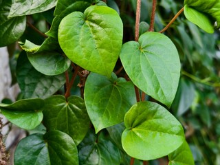 young betel leaves in the morning