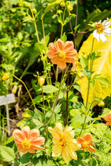 Dahlia flowers in Zurich in Switzerland 16.6.25