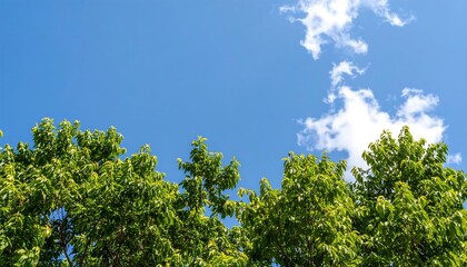 Lush Green Canopy Meets Azure Sky with Fluffy Clouds on a Sunny Day