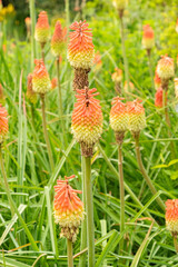 Kniphofia Ensifolia plant in Zurich in Switzerland 16.6.25