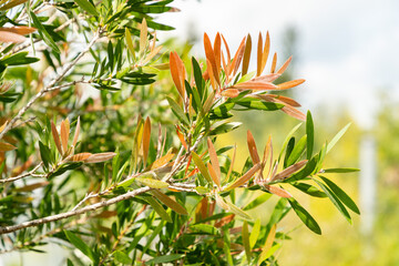 Obraz premium Scarlet bottlebrush or Melaleuca Rugulosa plant in Zurich in Switzerland 16.6.25