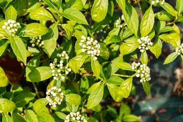 Dichroa Febrifuga plant in Zurich in Switzerland 16.6.25